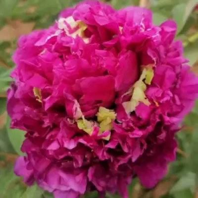 Пион ПОЛЕТ ЛАСТОЧКИ древовидный в Витебске