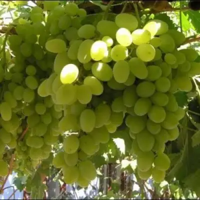 Виноград ИЛЬЯ  в Витебске
