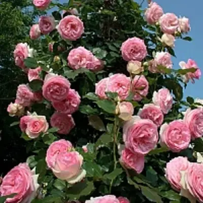 Роза ПЬЕР ДЕ РОНСАР плетистая в Витебске