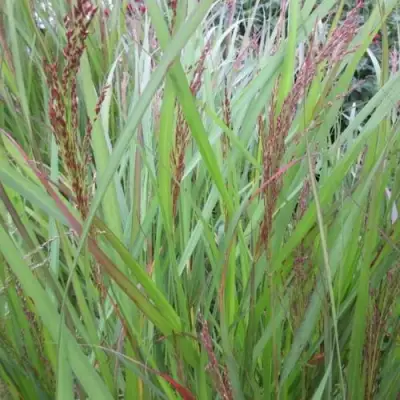 Просо ВЭРРИОР прутьевидное в Витебске