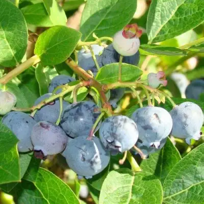 Голубика БЛЮДЖЕЙ в Витебске