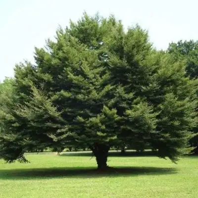 Бук обыкновенный в Витебске