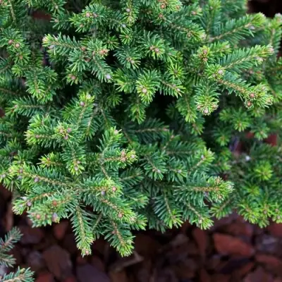 Ель ВИЛС ЦВЕРГ обыкновенная в Витебске