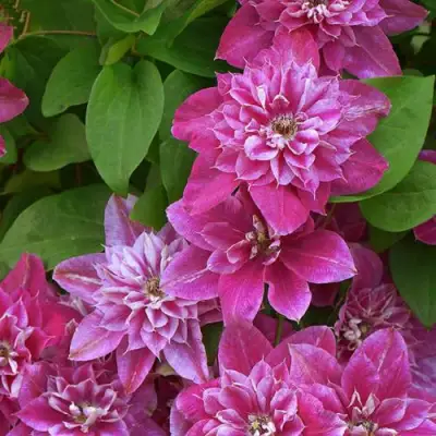 Клематис МАЙ ДАРЛИНГ  в Витебске