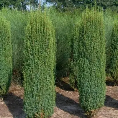 Можжевельник ХИБЕРНИКА обыкновенный  в Витебске