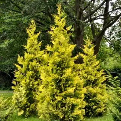 Туя ГОЛДЕН БРАБАНТ западная в Витебске