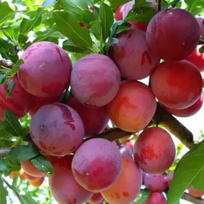 Слива НЕКТАРИННАЯ АРОМАТНАЯ в Витебске