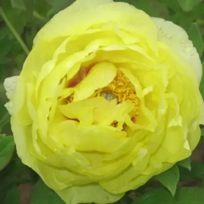 Пион ЗОЛОТО ПОДНЕБЕСНОЙ древовидный в Витебске