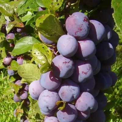 Слива НАГРАДА НЕМАНСКАЯ в Витебске