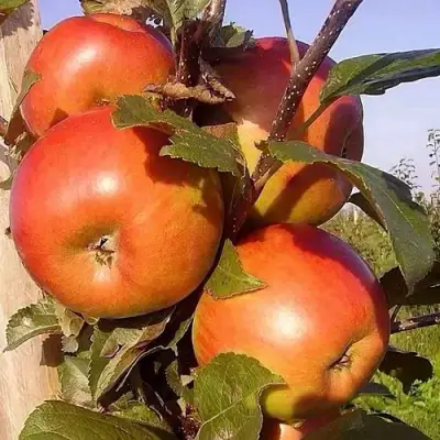 Яблоня ФРИДОМ в Витебске