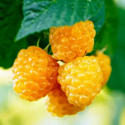 Малина МЕДОВАЯ в Витебске