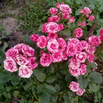 Роза ФЛЕШ ДАНС спрей в Витебске