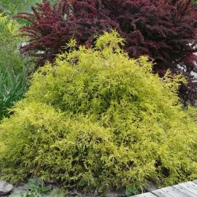 Кипарисовик ГОЛДЕН МОП горохоплодный в Витебске