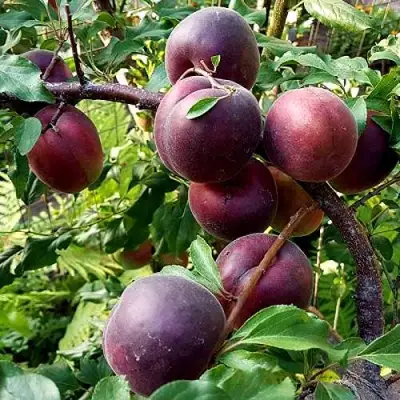 Шарафуга БЕЛЛА РОЯЛЬ в Витебске