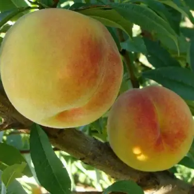 Персик ДОНЕЦКИЙ ЖЕЛТЫЙ в Витебске
