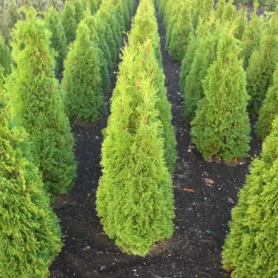 Туя САННИ СМАРАГД западная  в Витебске