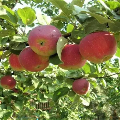 Яблоня ОРЛИК в Витебске