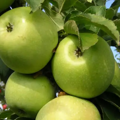 Яблоня КАЛУЖАНКА в Витебске