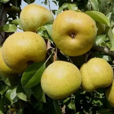 Груша ПЛАТОНОВСКАЯ в Витебске