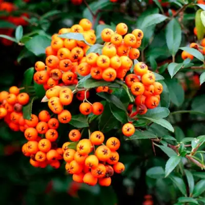 Пираканта ОРАНЖ ГЛОУ в Витебске