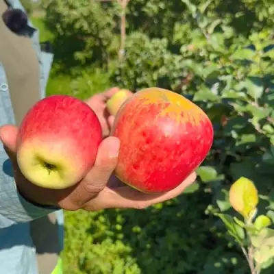 Яблоня БЛАГАЯ ВЕСТЬ в Витебске