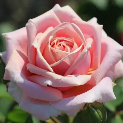 Роза ФРЕДЕРИК МИСТРАЛЬ чайно-гибридная в Витебске