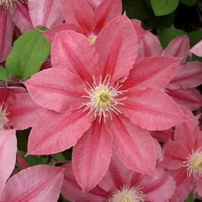 Клематис ЛИТЛ МЕРМЕЙД в Витебске