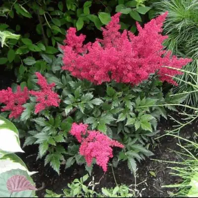 Астильба БОНН японская в Витебске