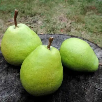 Груша БЕРЕ ЛЮКА в Витебске