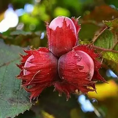 Фундук КРАСНЫЙ ЯНТАРЬ в Витебске