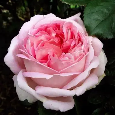 саженцы розы Мириам