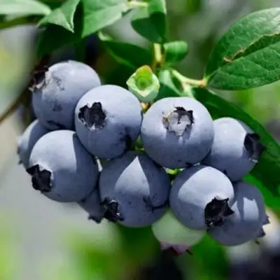 Голубика СИЕРРА в Витебске