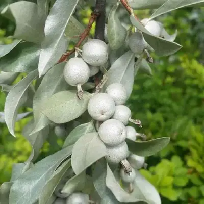 ЛОХ СЕРЕБРИСТЫЙ в Витебске