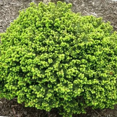 Ель ЛИТЛ ДЖЕМ обыкновенная в Витебске