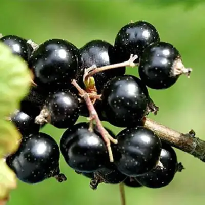 Смородина чёрная ЦЕРЕРА в Витебске