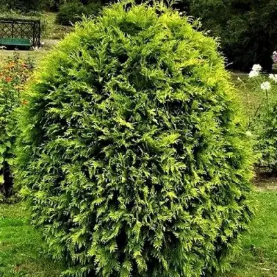 Туя ТИП ТОП западная в Витебске