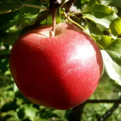 Яблоня НАСТЕНЬКА в Витебске