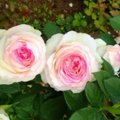 Роза ДОЛЬЧЕ ВИТА чайно-гибридная в Витебске