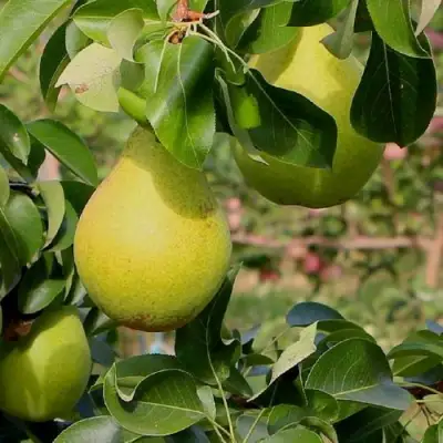 Груша ДОБРЯНКА в Витебске