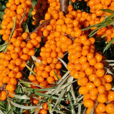 Облепиха ЕЛИЗАВЕТА в Витебске