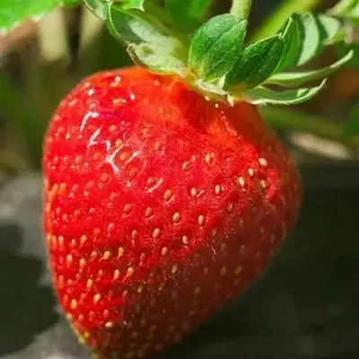 Клубника АЛЬБА в Витебске