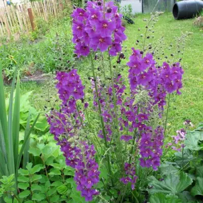 Коровяк ВИОЛЕТТА (вербаскум) в Витебске