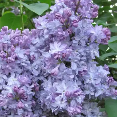 Сирень НЕБО МОСКВЫ в Витебске