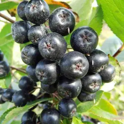 саженцы аронии