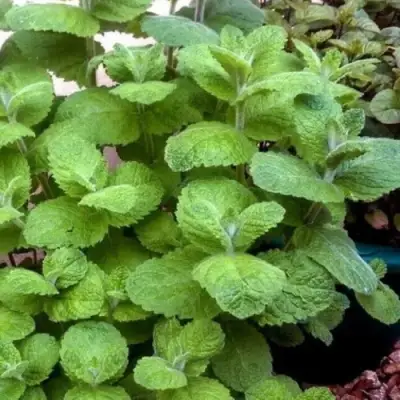 Мята яблочная в Витебске