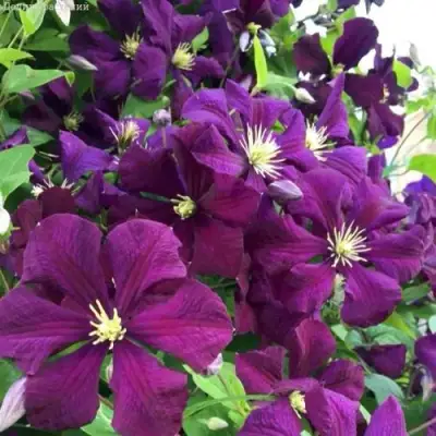 Клематис ПАНТЕР в Витебске