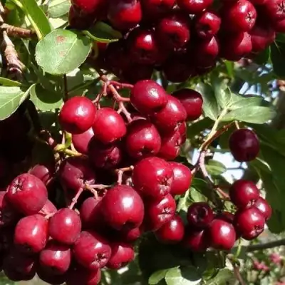 Рябина ГРАНАТНАЯ сладкоплодная в Витебске