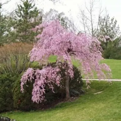 Сакура КИКУ ШИДАРЕ в Витебске