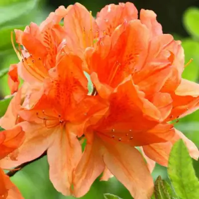 Азалия ГЕЙША ОРАНЖ японская в Витебске