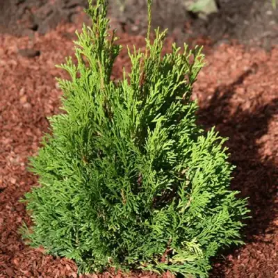 Туя МИКИ западная в Витебске